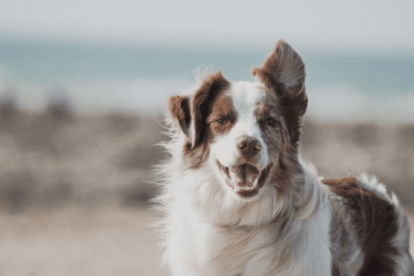 Glad border collie på en vindig strand.
